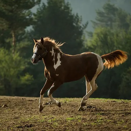 Rusaliite Adventure House 3*