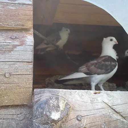приключенска къща русалиите Бачево