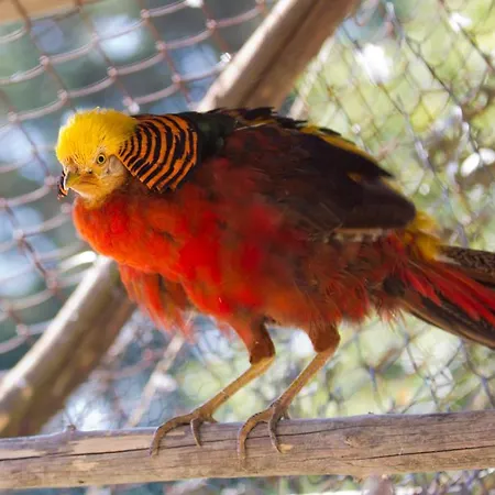 Rusaliite Adventure House מלון 3*